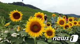 “해바라기 활짝 피었습니다”