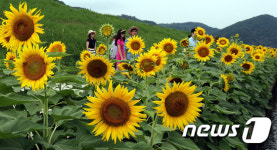 합천군 쌍책면 해바라기길