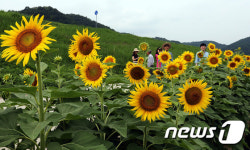 “쌍책면 해바라기꽃 구경오세요”