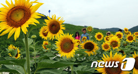 합천군 쌍책면,해바라기 노란 물결