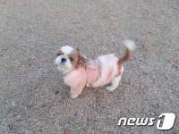 [뚱아저씨의 동행] 크리스마스 이브에 생명을 선물 받은 뚱이
