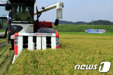 창녕 대지면서 ‘노지벼’ 첫 수확…추석용 햅쌀