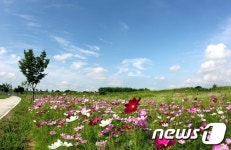 낙동강변을 따라 핀 코스모스