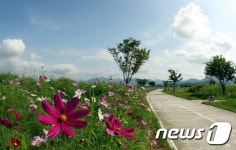 강나루 오토캠핑장에 핀 코스모스
