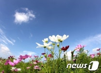 함안 낙동강변에 핀 코스모스