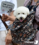 집회에 나온 반려견