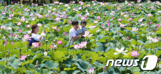 여기는 연꽃 세상