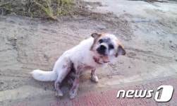 [뚱아저씨의 동행] 돌팔매질 당하며 쫓겨다닌 믹스견①