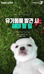 [펫카드]119구조대 아저씨, 이젠 우리가 할게요!