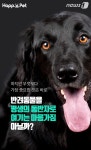 [펫카드]119구조대 아저씨, 이젠 우리가 할게요!