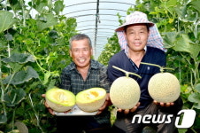 [포토]당도 높은 순창 금과 메론 맛보세요
