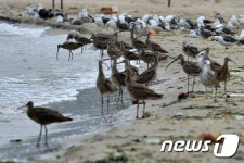 포항으로 피서온 멸종위기 알락꼬리마도요