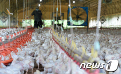 폭염경보에 속타는 양계농가