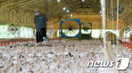 한숨만 늘어가는 양계농가