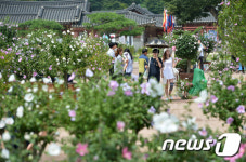 화성행궁에 모인 무궁화