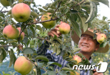 입추 익어가는 사과