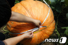 성인 두사람 무게 130㎏슈퍼 호박 하동 북천서 재배