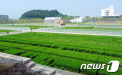 들짐승·날짐승 노니는 곳에서 GMO벼 재배라니…