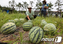 청하면 새마을지도자들의 사랑
