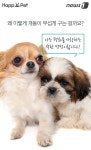 [펫카드] 개들의 습격?…개 물림 사고 완벽해부