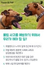 [펫카드] 개들의 습격?…개 물림 사고 완벽해부