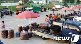[단신]창녕군, 임시 고추·마늘시장 개설