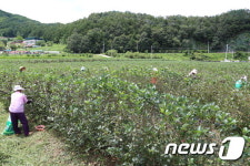 무주 적상면 아로니아, 반딧불산채농장에 50톤 납품