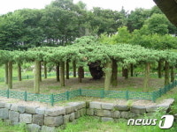 김종서 장군 묘역 성역화 물꼬…문화유산 정비 탄력