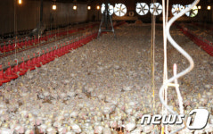 좁은 축사에서 폭염 버티는 닭들
