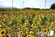 황금빛 물결의 해바라기 밭