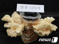 완도수목원, 참바늘버섯 재배 원천기술 이전