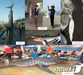 청새치·산갈치…폭염속 동해안 불청객에 어민들 근심