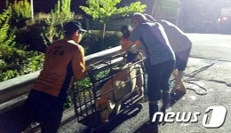 익산서 마트 출몰한 돼지 현장서 포획