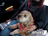 [뚱아저씨의 동행] 건설현장 식당에 살던 코돌이와 코순이③