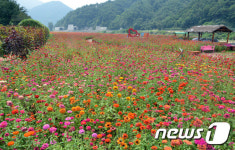 오감만족 강원 평창군 가볼만한 곳은?…평창읍·미탄면