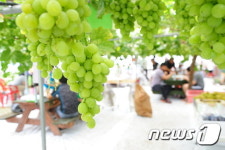 포도 먹고, 하늘 날다…포도 농장서 팜파티 행사 개최