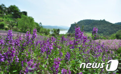 연천 허브빌리지, 10월까지 ‘안젤로니아 축제’ 개최
