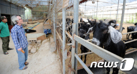 곡성서 귀농인이 키우는 흑염소