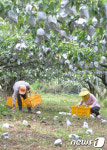 강풍으로 낙과 줍는 농민들
