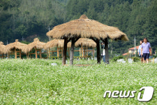 봉평 메밀밭에서 낭만을…11일까지 평창효석문화제