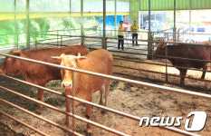 완주군, 한우이력 직접관리 한우리 시스템 확대 추진