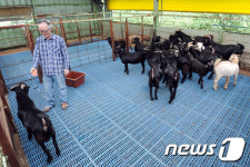 [인생2막 귀농] 자식같이 키운 흑염소 인기…없어 못판다