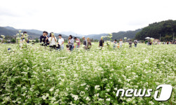 [영상]봉평은 아직 메밀꽃 필 무렵…추석 이후까지 만개
