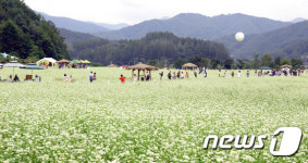 봉평은 메밀꽃으로 장관