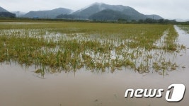 폭우에 고흥군 논 침수
