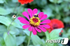 [포토] 낙동강 강변길에 핀 백일홍· 코스모스