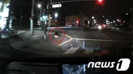 부산 도심 사거리 멧돼지 출몰…순찰차 치이고도 달아나