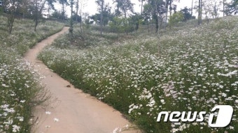 [풍경]진안 산약초타운에 숨어 있는 '구절초' 비밀정원