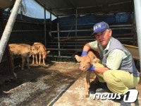 진안 부귀면 한우농장서 송아지 세쌍둥이 탄생