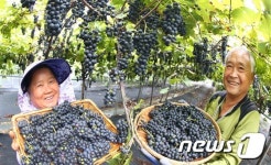 산머루 맛보세요